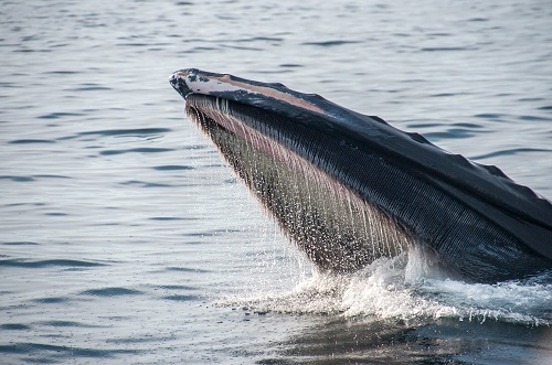 Whales load up on BLUR after Season 2 airdrop